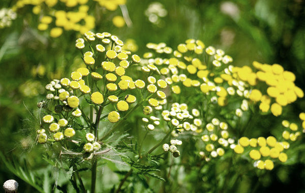 Blue Tansy Flowers