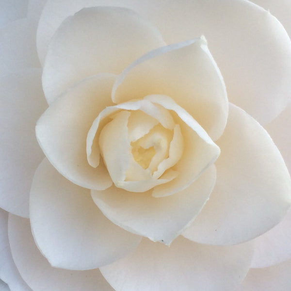 Japanese Camellia