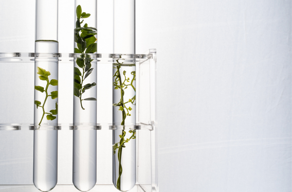 Glass beakers with plants