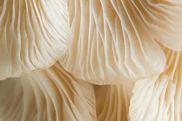 Snow Mushroom Close Up Image