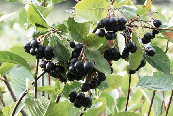 Chokeberries hanging on a bush