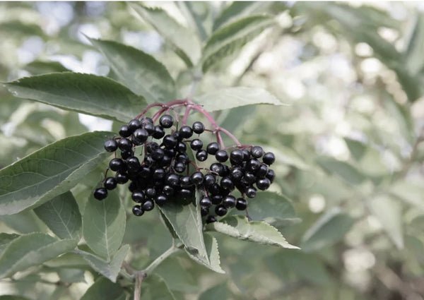 Elderberry.Berries.On.Shrub
