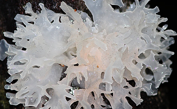 Close-up Snow Mushroom