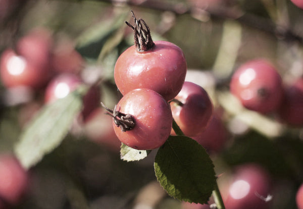 Rosehip berries