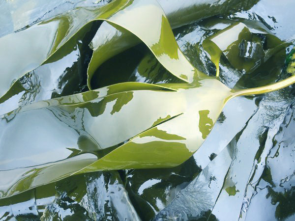 Closeup.Sea.Kelp.In.Water
