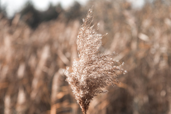 Field of Oats